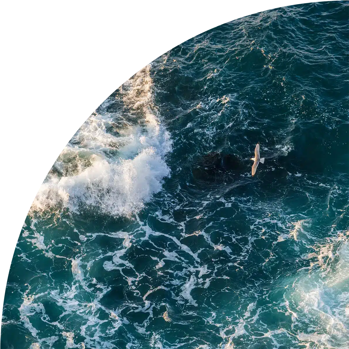 Aerial view of dark ocean waves crashing against rocky coastline with white foam and spray, and a seagull flying over the turbulent water.
